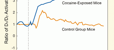 Adicción a la cocaína: ¿por qué tomar una droga que no les da placer?
