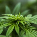 Cannabis: ¿La marihuana es una sustancia adictiva?